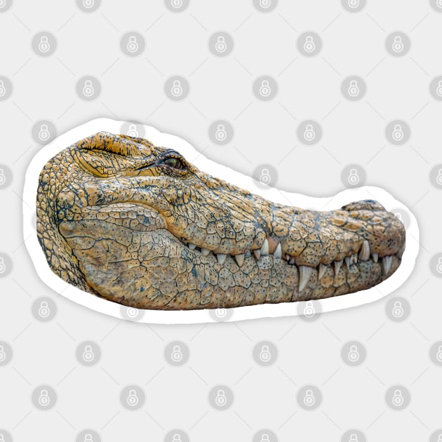 Alligator head Sticker by dalyndigaital2@gmail.com